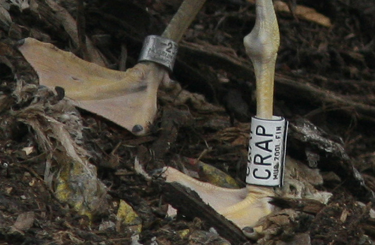 CRAP Larus fuscus