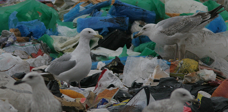 Larus cachinnans?