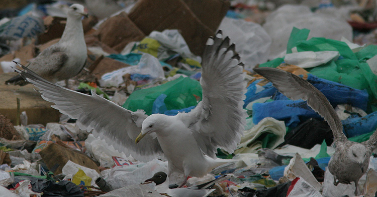 Larus cachinnans?