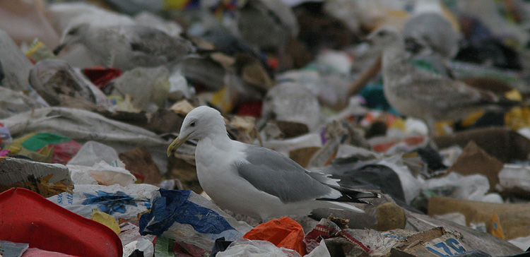 Larus cachinnans?