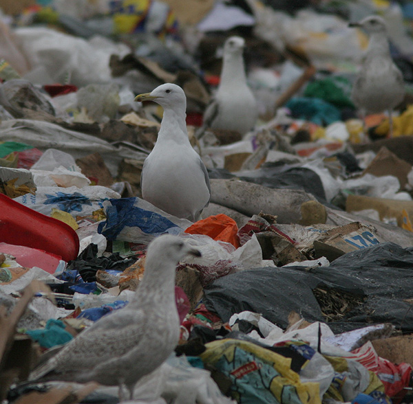 Larus cachinnans?