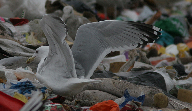 Larus cachinnans?