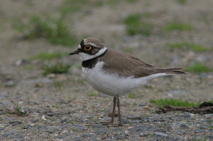 Charadrius dubius