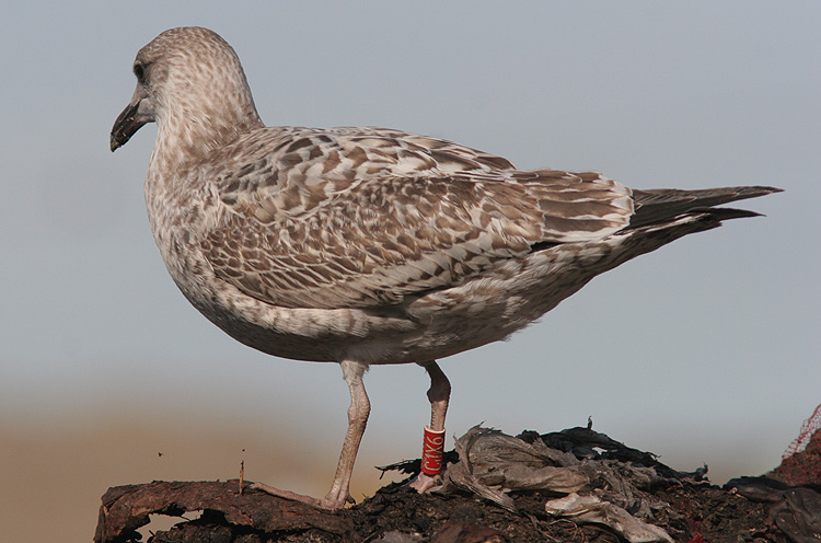 Larus argentatus