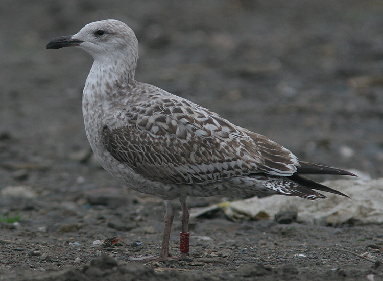 Larus argentatus