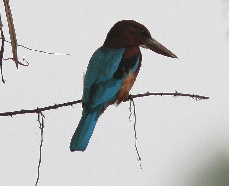 Halcyon smyrnensis