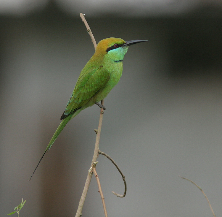 Merops orientalis