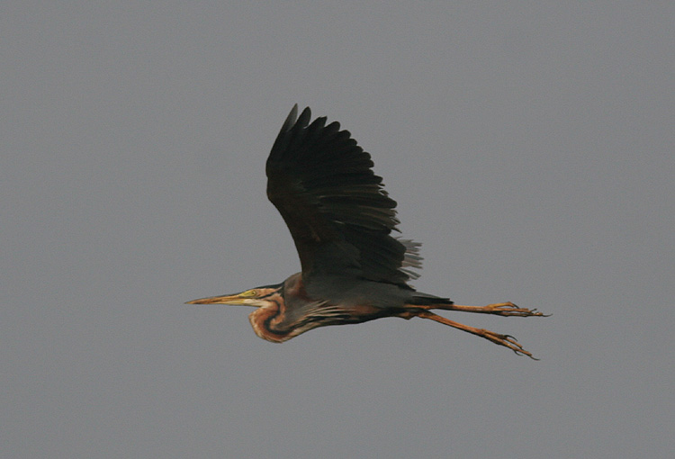 Ardea purpurea