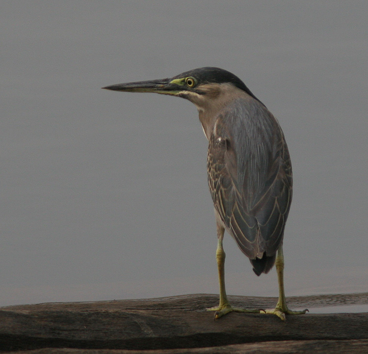 Butorides striatus