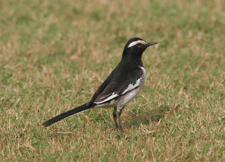 Motacilla maderaspatensis