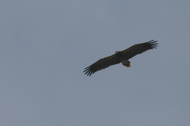 Neophron percnopterus