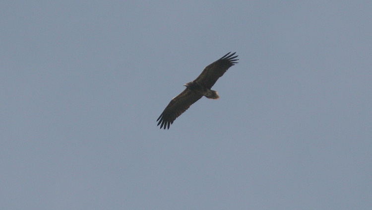 Neophron percnopterus