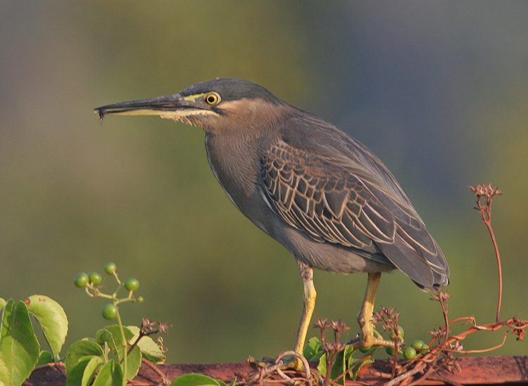 Butorides striatus