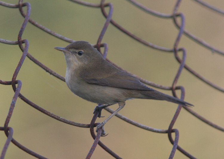 Acrocephalus dumetorum