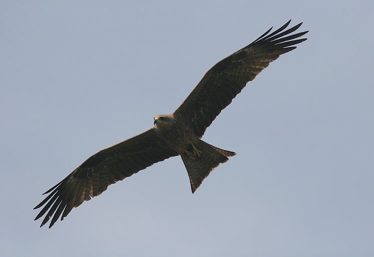 Milvus migrans