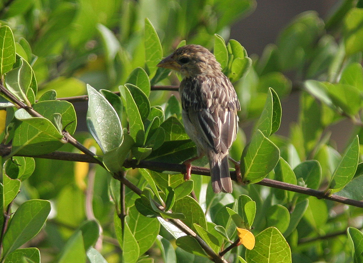 Ploceus philippinus