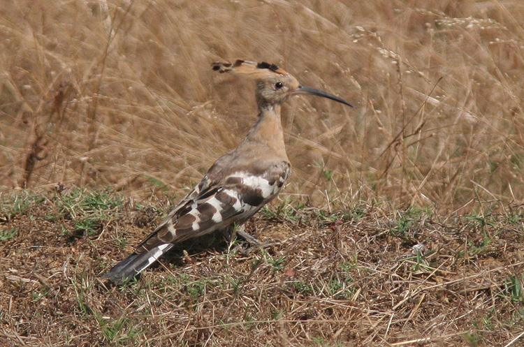 Upupa epops