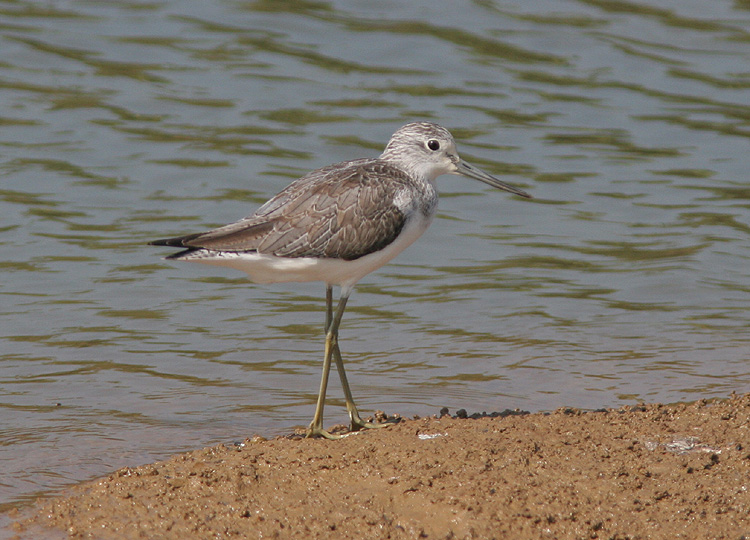 Tringa nebularia