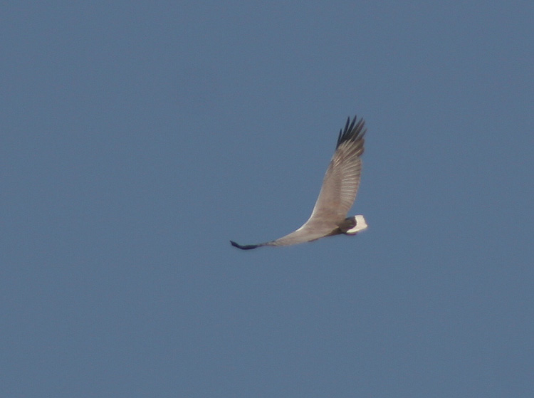 Haliaeetus leucogaster