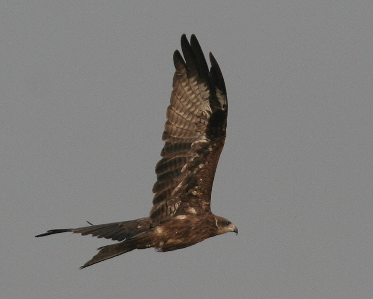 Milvus migrans
