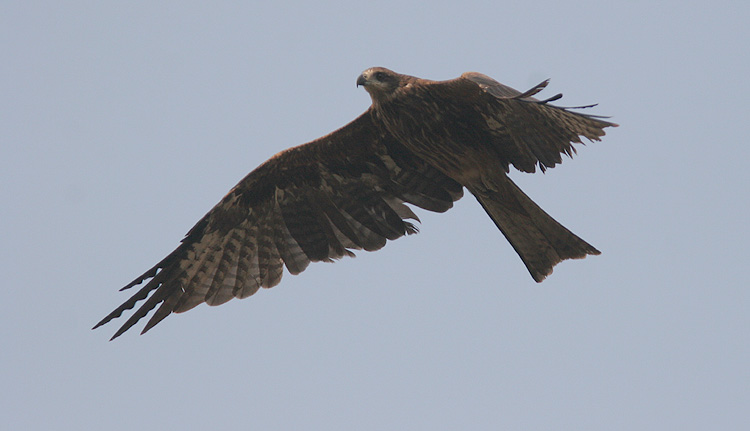 Milvus migrans