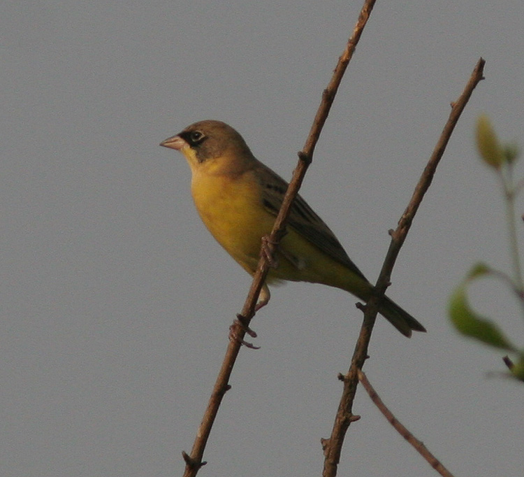 Emberiza melanocephala