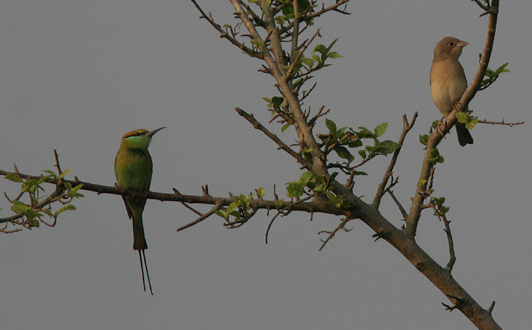 Emberiza melanocephala