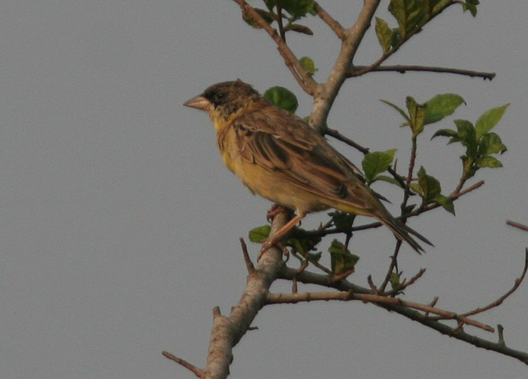 Emberiza melanocephala