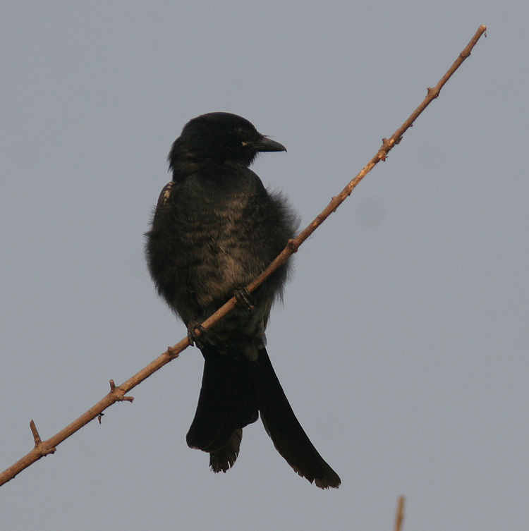 Dicrurus macrocercus