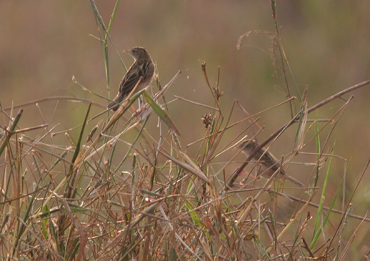 Cisticola jungidis