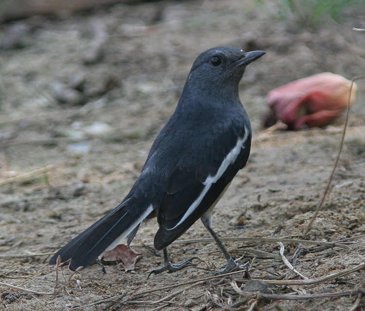 Copsychus saularis