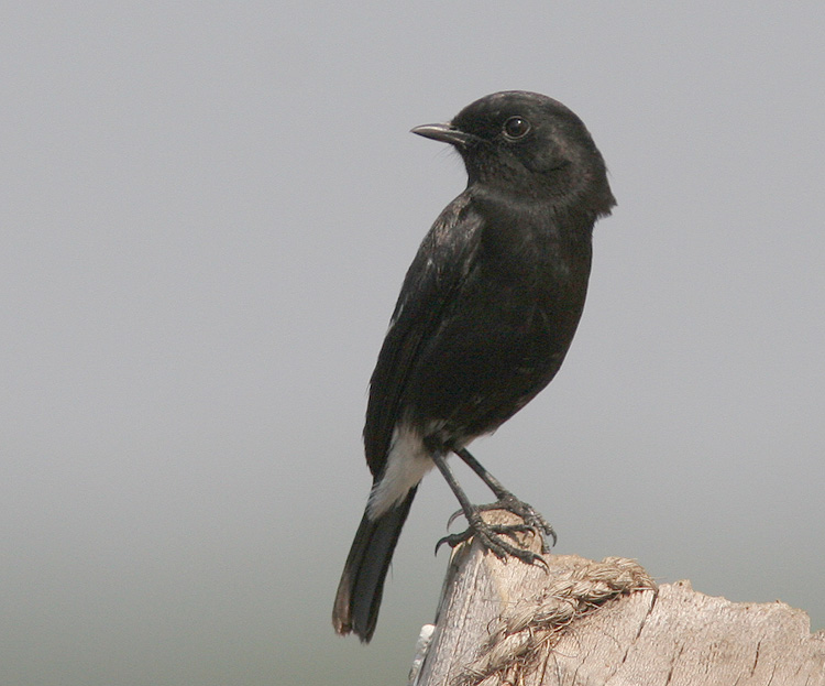 Saxicola caprata