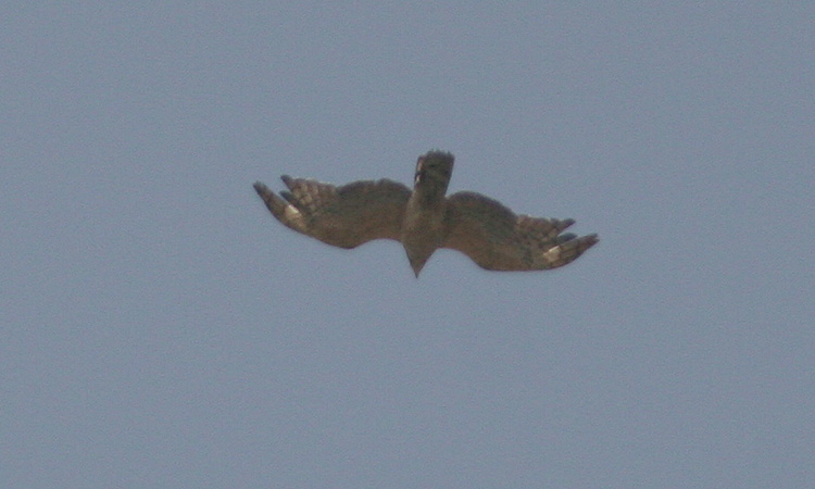 Pernis ptilorhynchos
