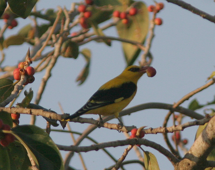 Oriolus oriolus