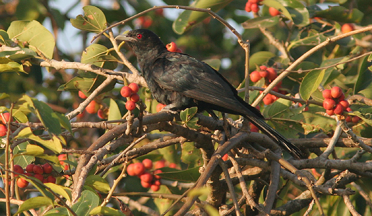 Eudynamys scolopacea