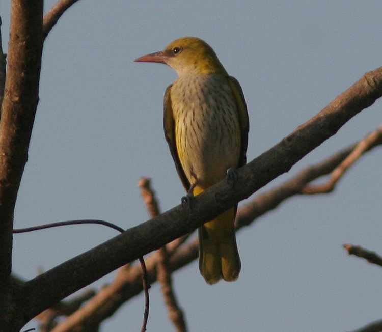 Oriolus oriolus