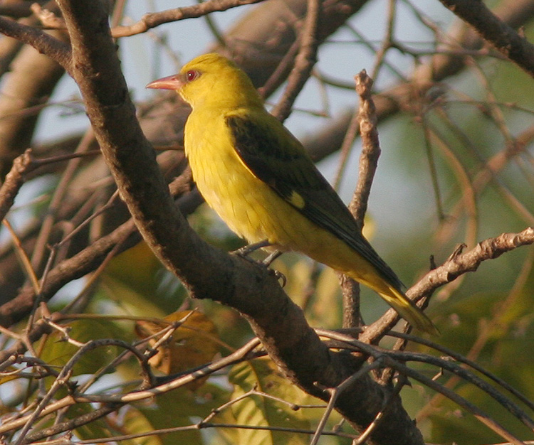 Oriolus oriolus