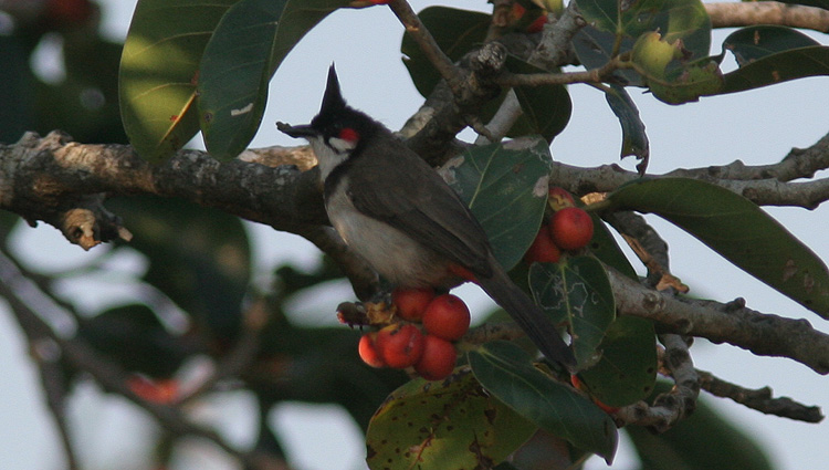 Pycnonotus jocosus