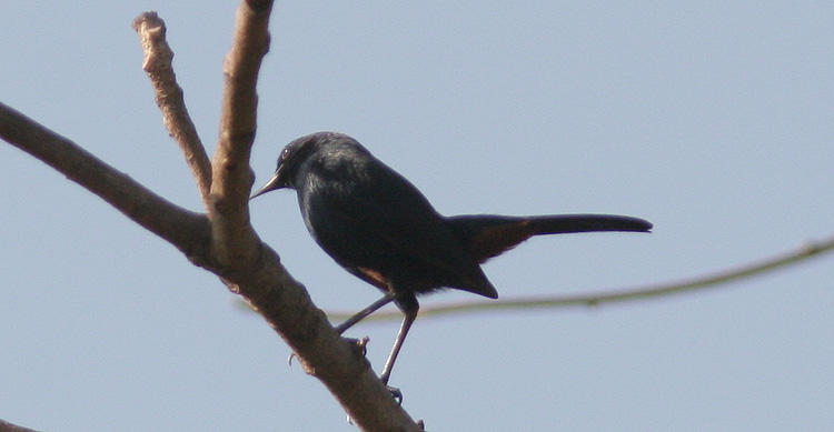 Saxicoloides fulicata