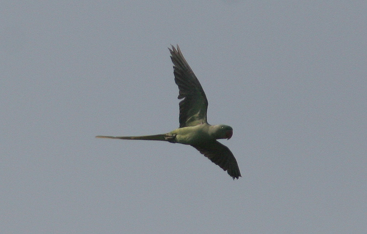 Psittacula eupatria