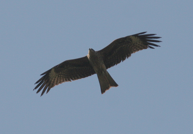 Milvus migrans