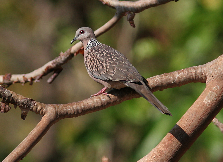 Streptopelia chinensis