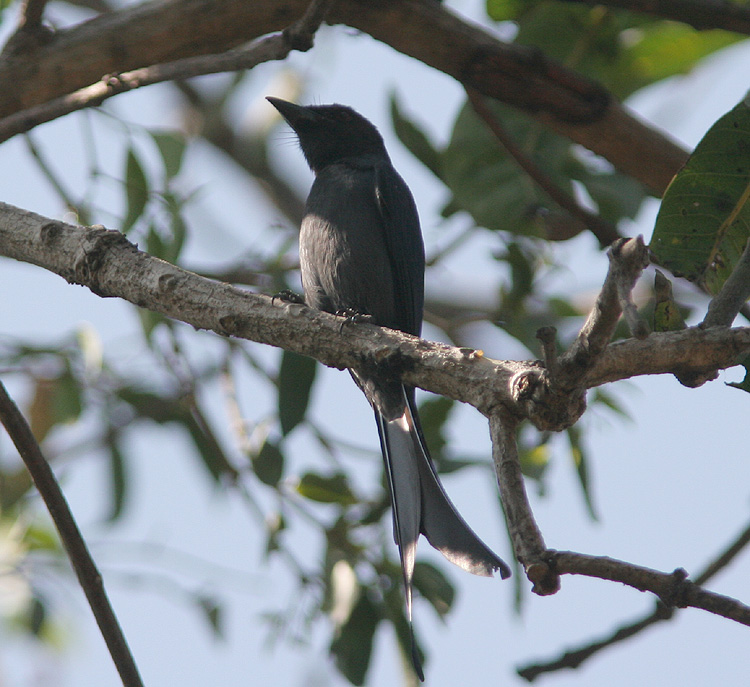 Dicrurus macrocercus