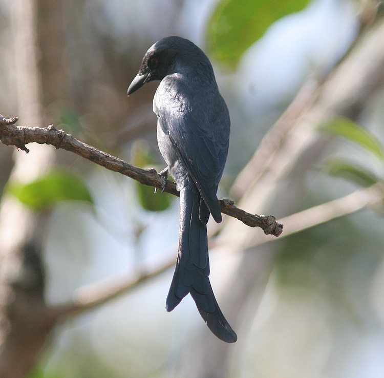 Dicrurus macrocercus