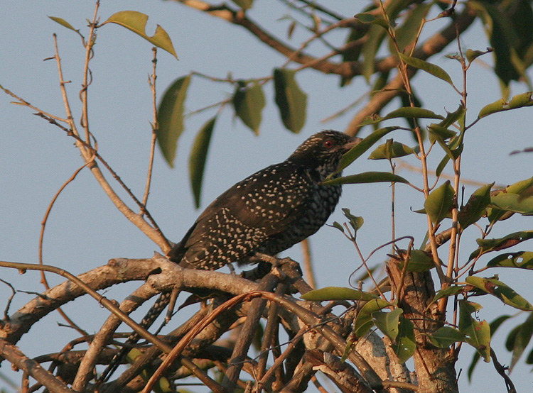 Eudynamys scolopacea