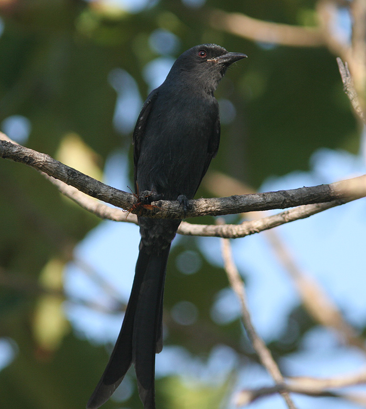 Dicrurus macrocercus