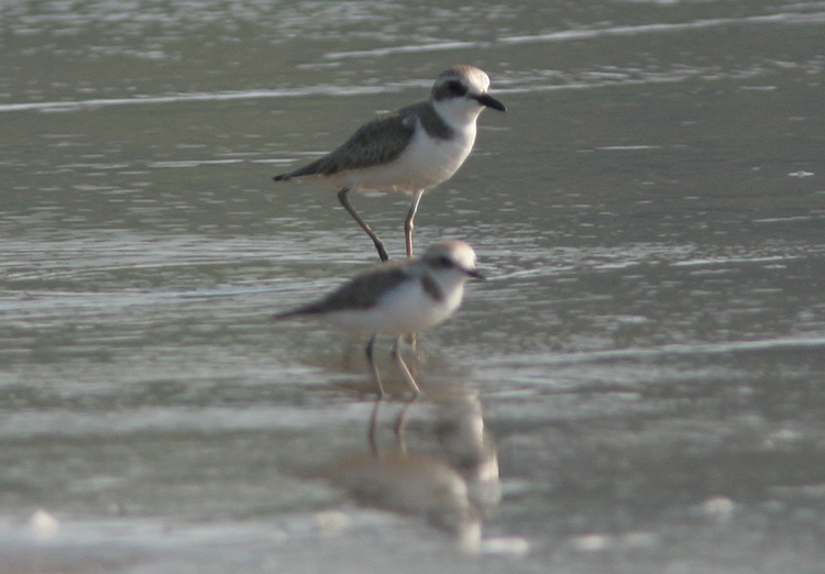 Charadrius leschenaultii