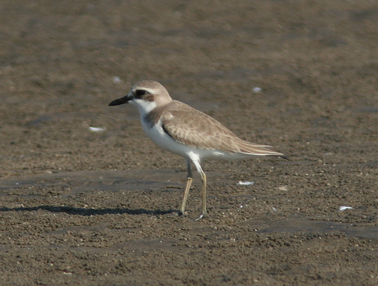 Charadrius leschenaultii