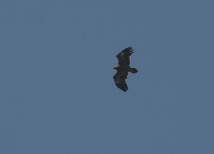 Aquila nipalensis