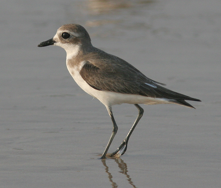 Charadrius mongolus